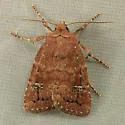 Pseudorthodes irrorata - Hodges#10582 - photo 3