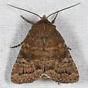 Pseudorthodes irrorata - Hodges#10582 - photo 4