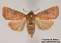 Pseudorthodes keela - Hodges#10581