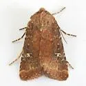 Pseudorthodes keela - Hodges#10581 - photo 2