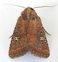 Pseudorthodes keela - Hodges#10581 - photo 4