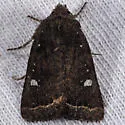 Pseudorthodes puerilis - Hodges#10583