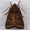 Pseudorthodes puerilis - Hodges#10583 - photo 2