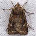 Pseudorthodes puerilis - Hodges#10583 - photo 3