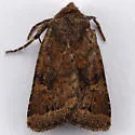 Pseudorthodes puerilis - Hodges#10583 - photo 4