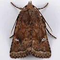 Pseudorthodes puerilis - Hodges#10583 - photo 5