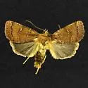 Small Brown Quaker - Hodges#10578 - photo 2
