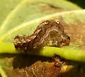 Small Brown Quaker - Hodges#10578 - photo 3