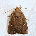 Small Brown Quaker - Hodges#10578 - photo 4