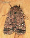 Small Brown Quaker - Hodges#10578 - photo 5