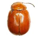 Pseudorthygia nigritarsis - Pseudorthygia nigritarsis