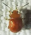 Pseudorthygia nigritarsis - photo 2