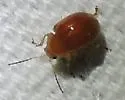 Pseudorthygia nigritarsis - photo 3