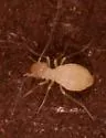 Pseudorypteryx mexicana