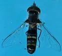 Pseudoscaeva diversifasciata - Pseudoscaeva diversifasciata