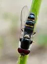 Pseudoscaeva diversifasciata - photo 4