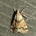 Pseudoschinia elautalis - Hodges#4828 - Pseudoschinia elautalis
