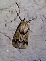 Pseudoschinia elautalis - Hodges#4828 - photo 4