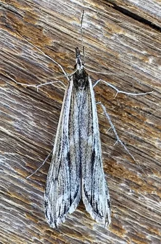 Pseudoschoenobius opalescalis - Hodges#5337