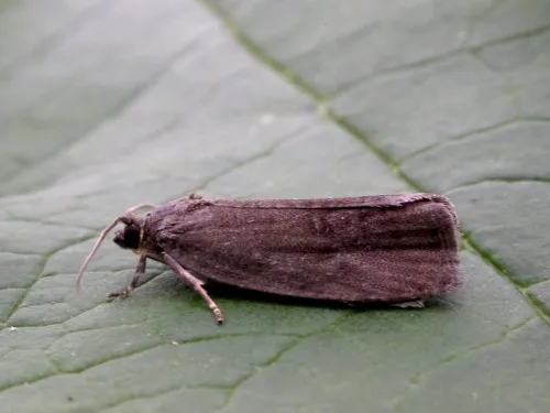 Pseudosciaphila branderiana