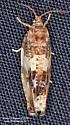 Poplar Leafroller - Hodges#2769 - photo 4