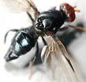 Pseudoseioptera albipes