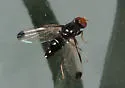 Pseudoseioptera albipes - photo 2