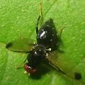 Pseudoseioptera albipes - photo 4
