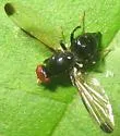 Pseudoseioptera albipes - photo 5