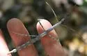 Catalina Walkingstick