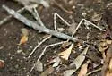 Catalina Walkingstick - photo 2