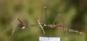 Catalina Walkingstick - photo 3