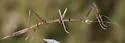 Catalina Walkingstick - photo 4