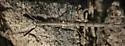 Catalina Walkingstick - photo 5