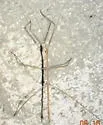 Straw-colored Walkingstick
