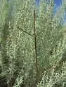 Straw-colored Walkingstick - photo 2