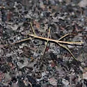 Straw-colored Walkingstick - photo 4