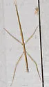 Straw-colored Walkingstick - photo 5
