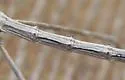 Striped Walkingstick