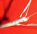 Striped Walkingstick - photo 2