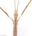 Striped Walkingstick - photo 3