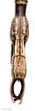 Striped Walkingstick - photo 4