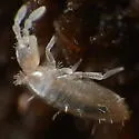 Pseudosinella alba