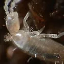 Pseudosinella alba - photo 2