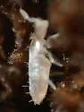 Pseudosinella alba - photo 3