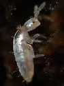 Pseudosinella alba - photo 4