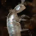 Pseudosinella alba - photo 5