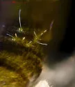 Pseudosinella folsomi - photo 3