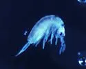 Pseudosinella octopunctata
