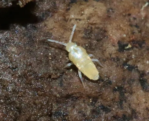 Pseudosinella rolfsi